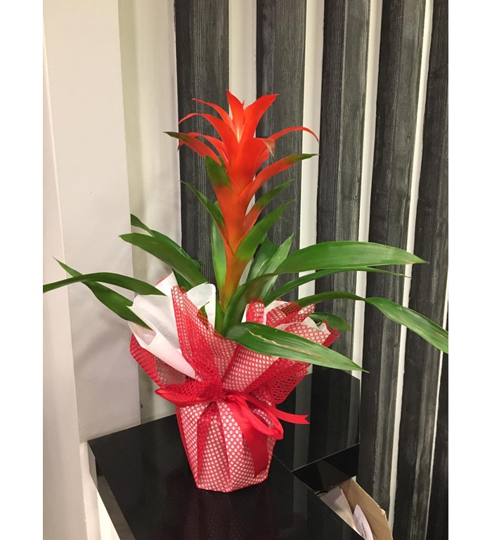 Guzmania