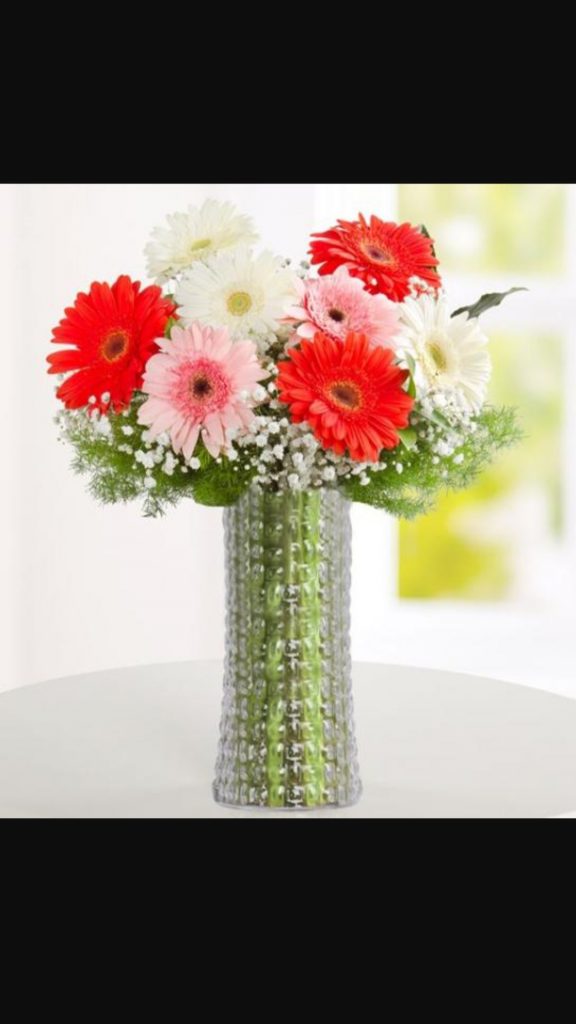Vazoda renkli gerbera